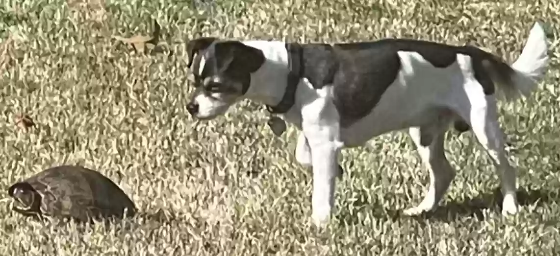 adoptable Dog in Covington,GA named Niko